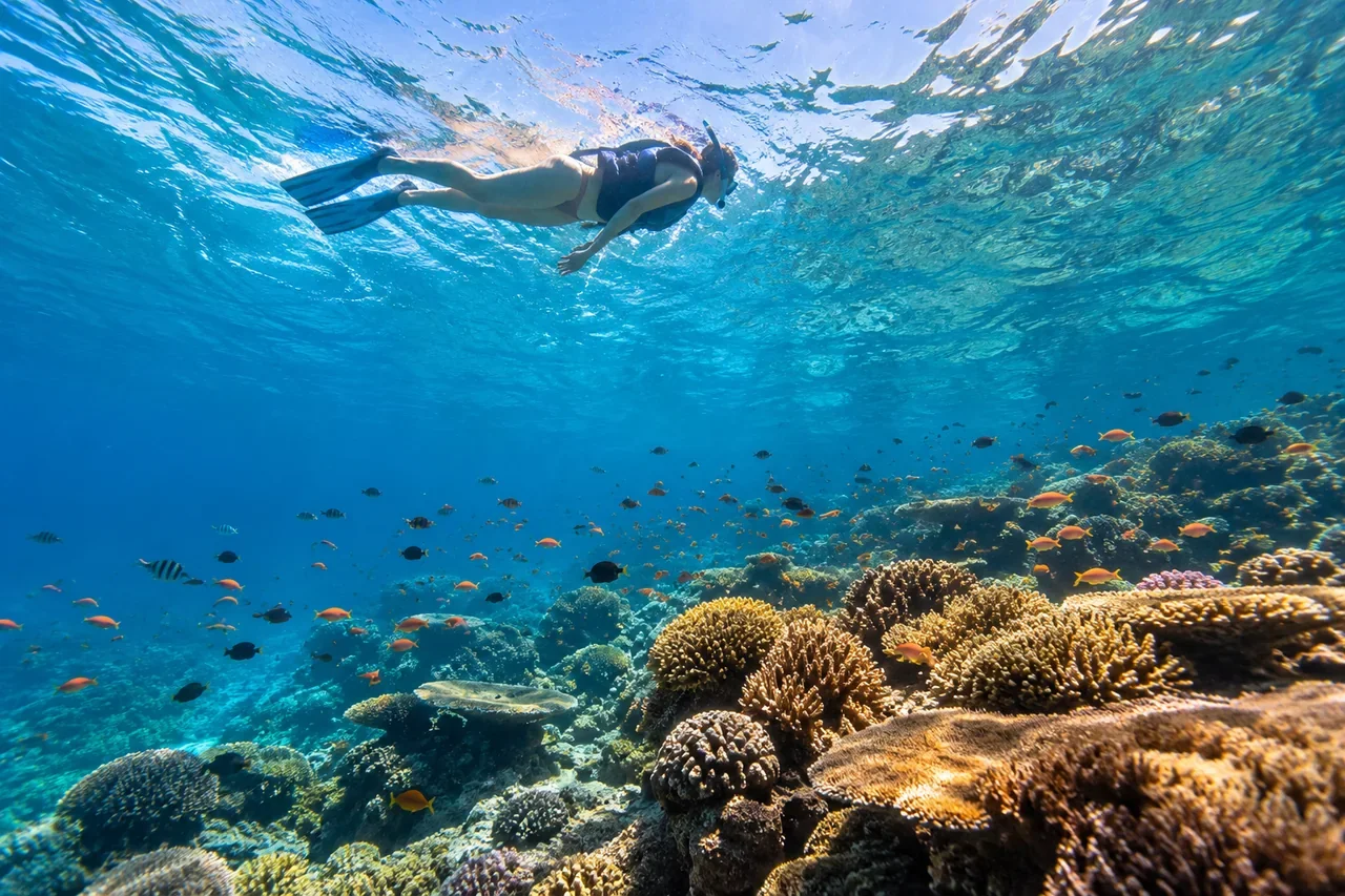 A snorkeller floating calmly above a reef for Phuket marine life planning — AI-generated illustration