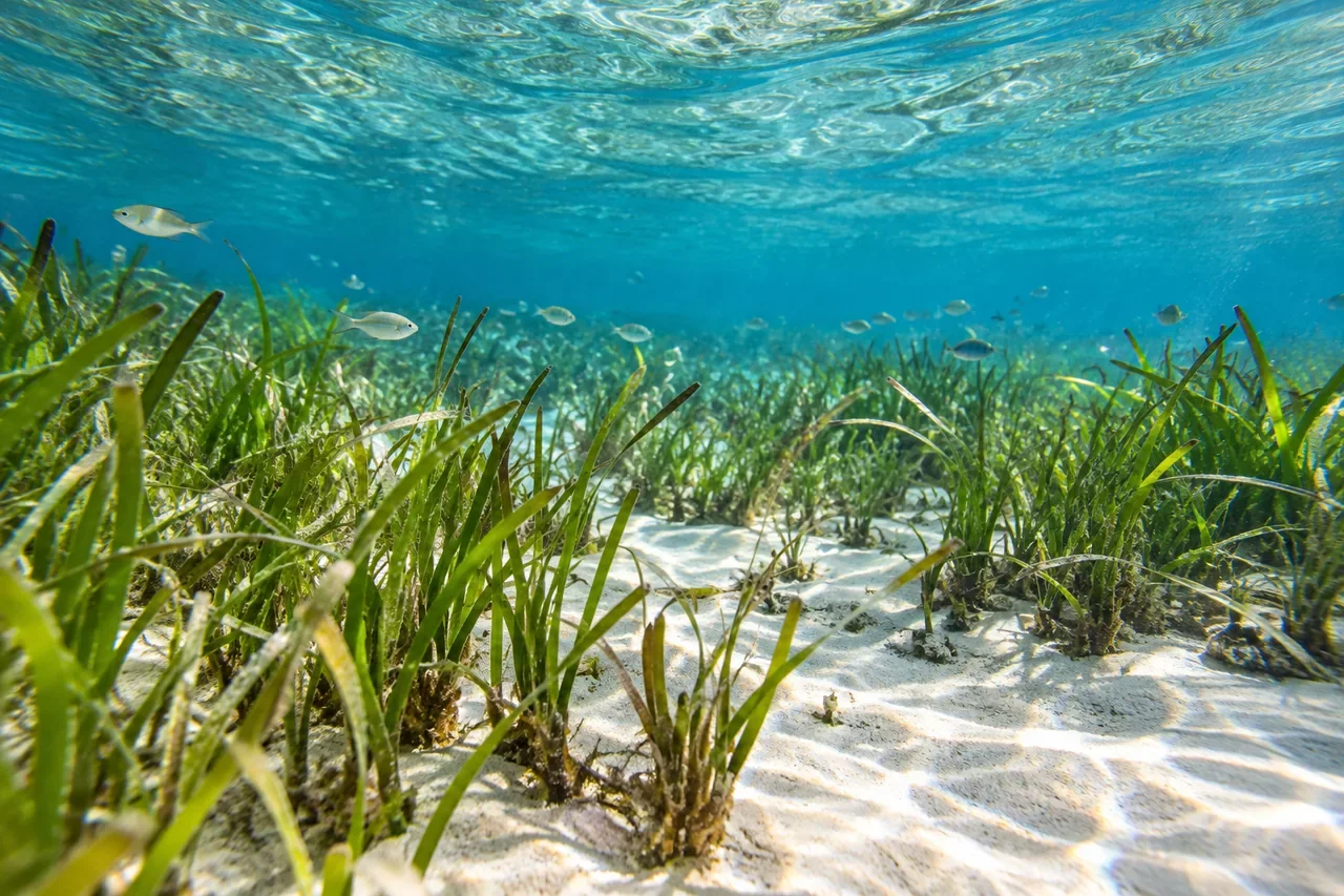 Clear shallow water with sea grass and small fish — AI-generated illustration